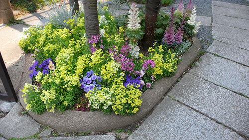 お花は定期的に植替えてます。
