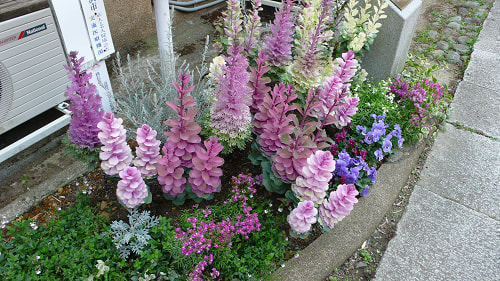 お花は定期的に植替えてます。